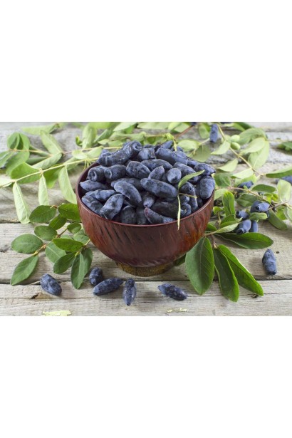 Жимолость їстівна Дочка Велетня плоди