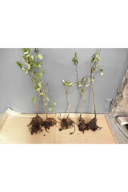 Кизил Володимирський саджанці голий корінь