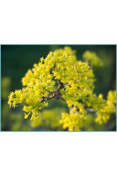 Дерен справжній Володимирський цвітіння