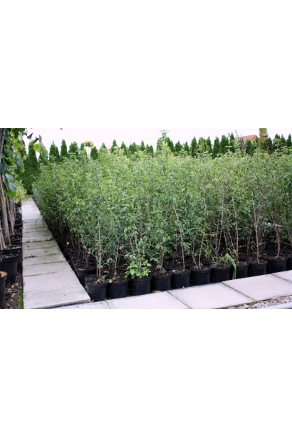 Кизил Володимирський саджанці в контейнерах