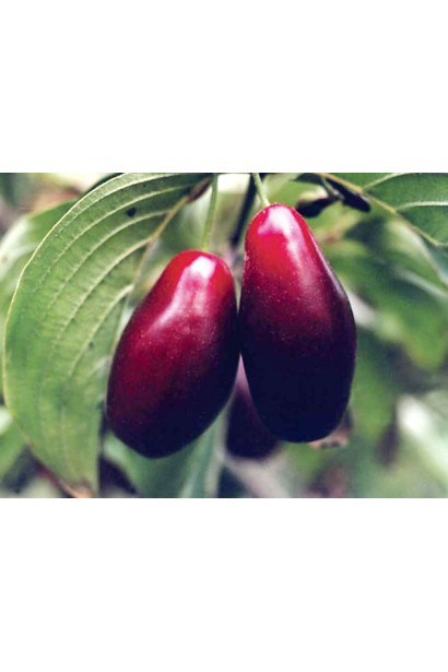 Кизил плодовий Лук’янівський