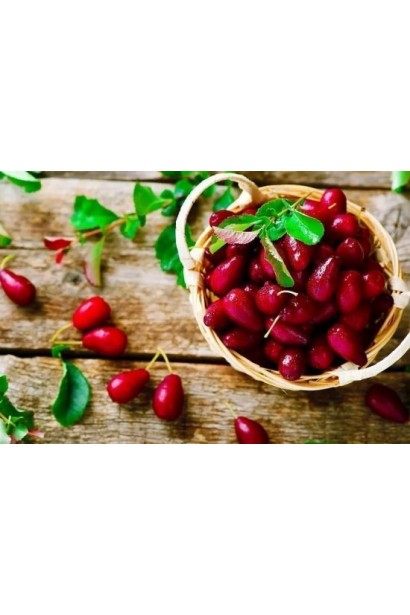 Корнус Лук’янівський