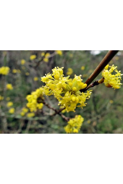 Дерен справжній Лук’янівський цвітіння