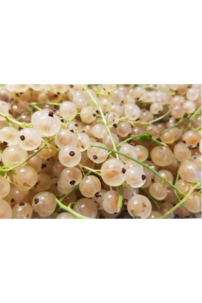 Смородина біла Імператорська – незвичайний сорт для саду