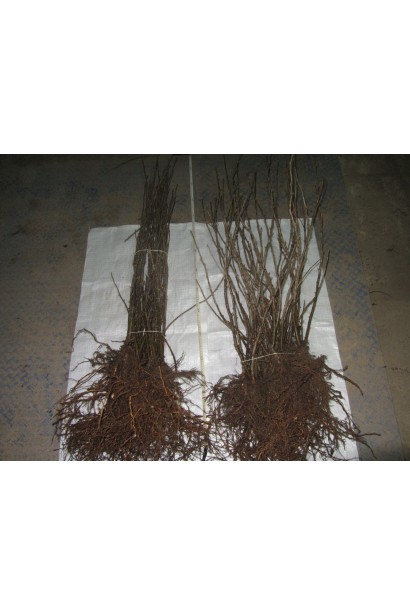 Саженцы смородины черная Бен Конан