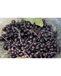 Смородина чорна Бен Конан | Rubus nigrum Ben Connan | Смородина черная Бен Конан