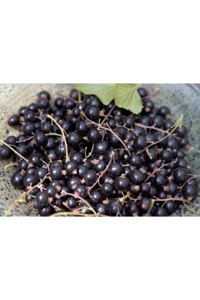 Смородина Бен Конан – насыщенные черные ягоды