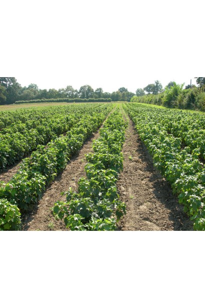 Смородина черная Бен Конан – ранний сорт с крупными ягодами