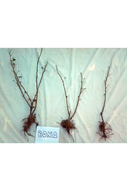 Саджанці з відкритою кореневою системою