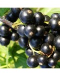 Смородина чорна Бона | Rubus nigrum Bona | Смородина черная Бона