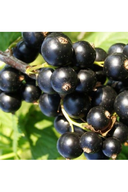 Смородина черная Бона