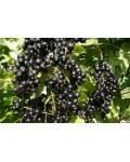 Смородина чорна Бона | Rubus nigrum Bona | Смородина черная Бона