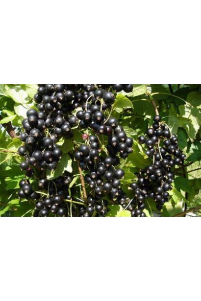 Ribes nigrum Bona – морозостійкий сорт смородини