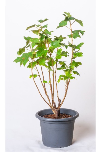 Смородина чорна Бона в контейнері