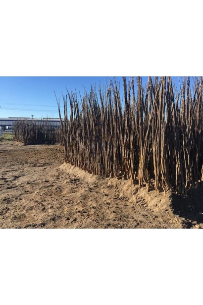 Саженцы Орех греческий Буковинский-2