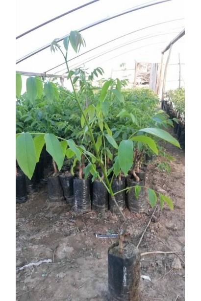 Орех грецкий