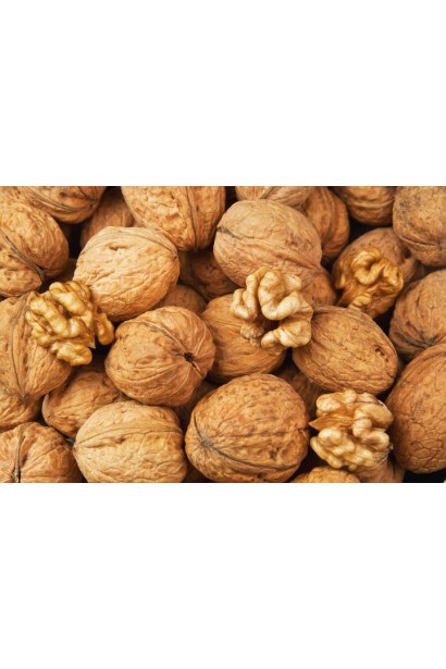 Орех греческий Буковинский-2
