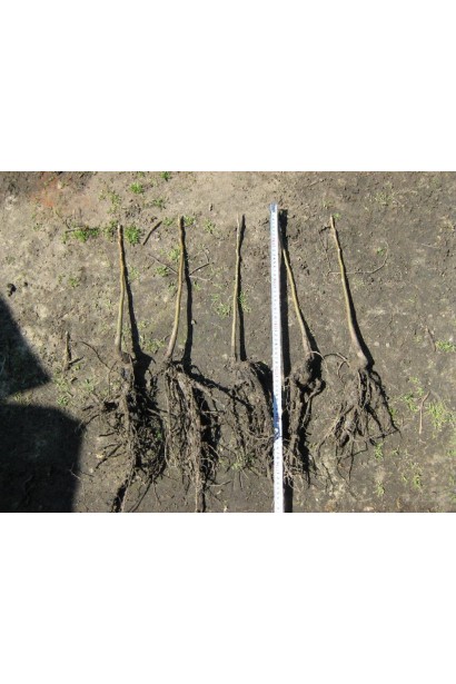 Саджанці Горіх волоський Фалежський / Фалешський з голим коренем