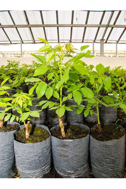 Саджанець горіха Фалежський / Фалешський в контейнері