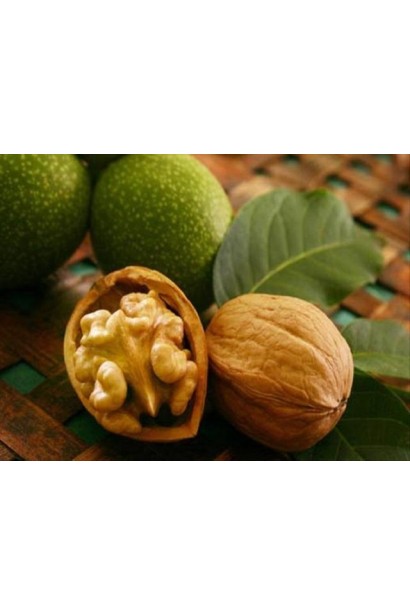 Juglans regia Faleshtskij / Falesti