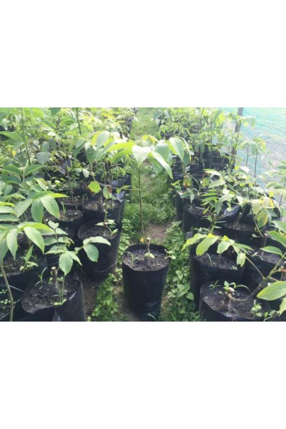 Горіх волоський Фалежський / Фалешський (щеплений)