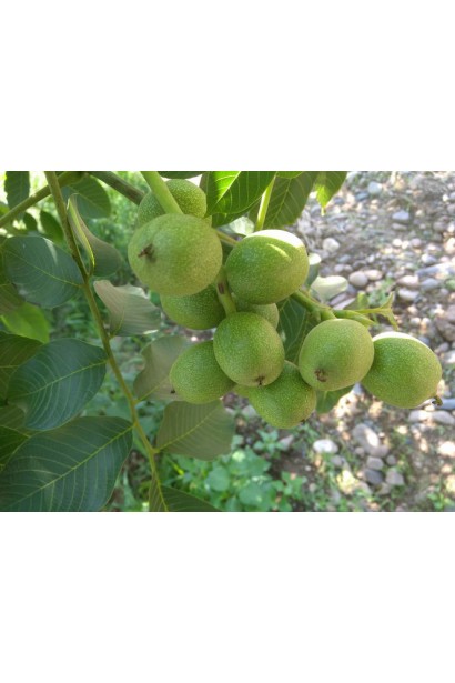 Плоди горіха  Фалежський на дереві