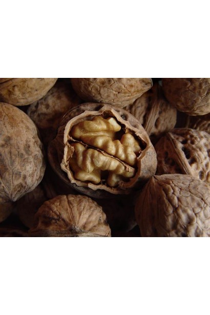 Горіх волоський Фалежський / Фалешський - текстура шкаралупи