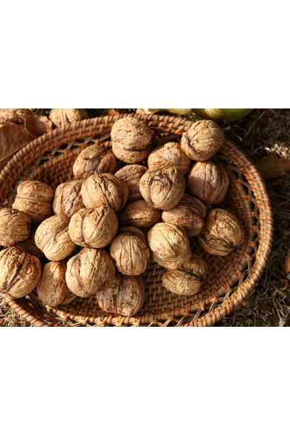 Горіх волоський Фалежський / Фалешський (щеплений) - великі плоди у шкаралупі