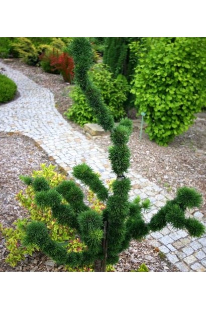 Larix decidua Krejci