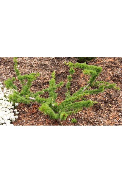 Лиственница Крейчи хвойный карлик с хаотическими побегами