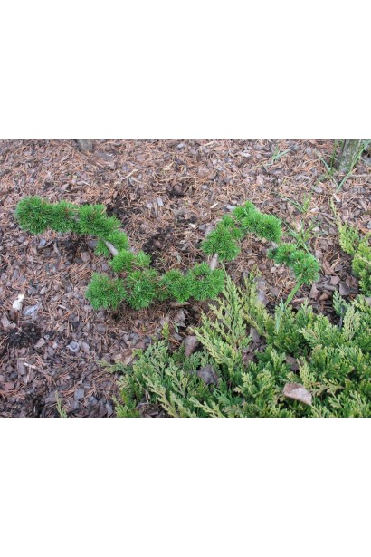Лиственница европейская Крейчи насыщенно зеленая хвоя
