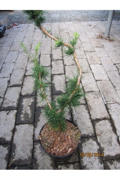 Лиственница Крейча в горшке 3 л