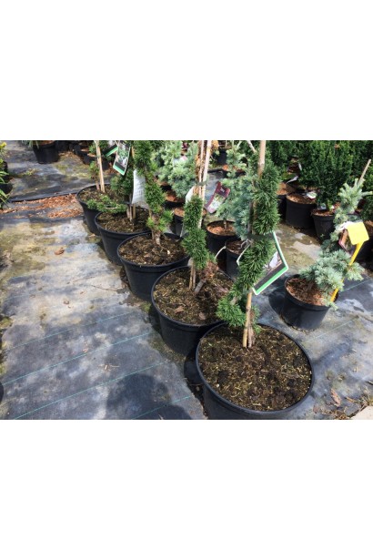 Лиственница европейская Крейчие саженцы в контейнерах