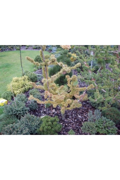 Лиственница европейская Крейчи золотисто-желтая хвоя осенью