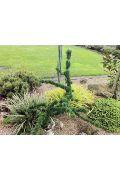 Лиственница европейская Крейчи