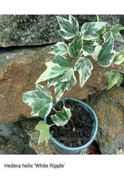 Саджанець плюща Єллоу Ріпл для контейнерного озеленення.