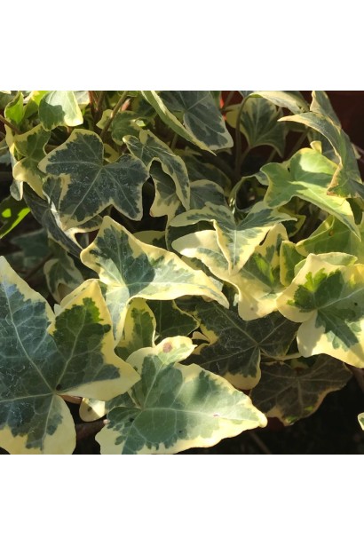 Плющ звичайний Єллоу Ріпл 