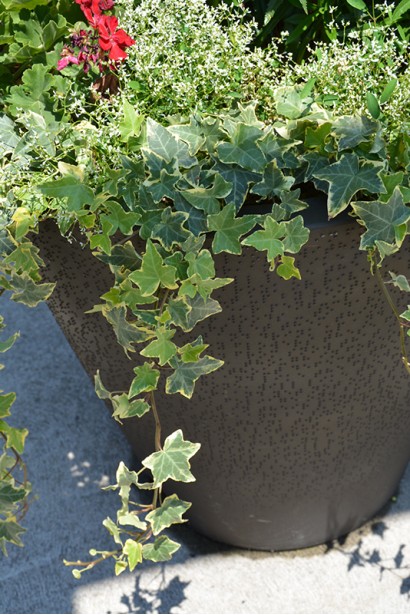 Hedera helix Yellow Ripple створює контраст у садових композиціях.