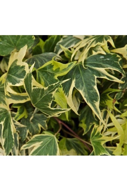 Листя плюща Єллоу Ріпл має чудовий золотистий ефект при сонячному світлі.