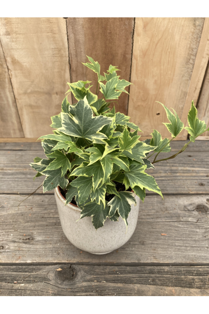 Hedera helix Yellow Ripple
