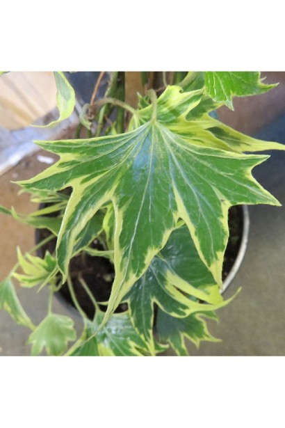 Плющ звичайний Єллоу Ріпл з золотистими хвилястими листям.