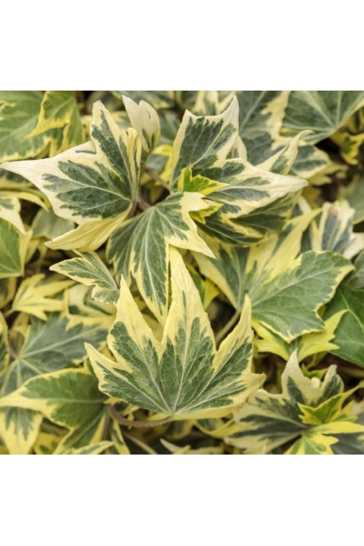Hedera helix Yellow Ripple додає яскравих акцентів у ландшафт.