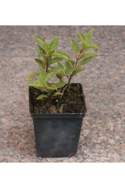 Гортензия садовая Полар Бир контейнер Р9