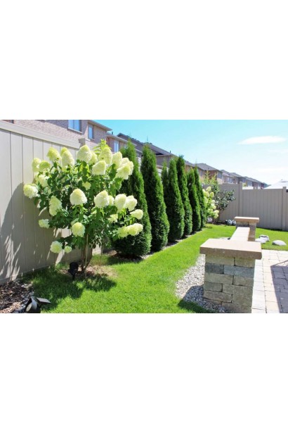 Hydrangea paniculata Polar Bear (white)