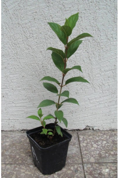 Гортензия Полар Бир саженец 0,5 л