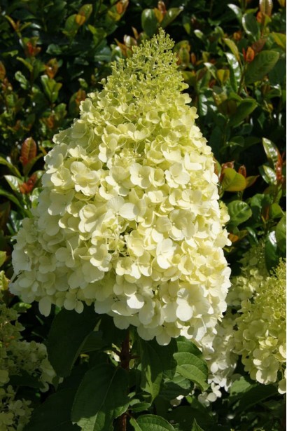 Гортензия метельчатая Полар Бир конусовидные белые соцветия