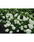 Гортензия метельчатая Полар Бир (белая) | Hydrangea paniculata Polar Bear (white) | Гортензія волотиста Полар Бір (біла)