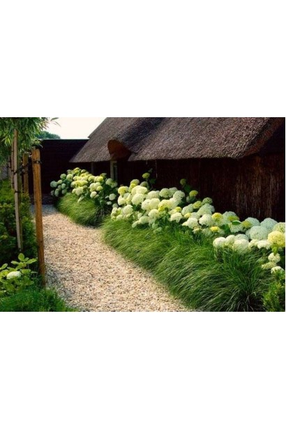 Гортензия Полар Бир аллечная посадка