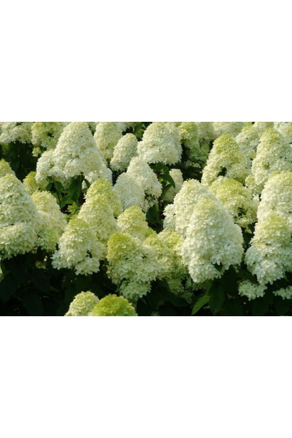 Гортензия Полярный медведь