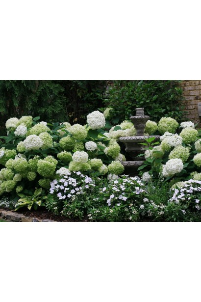 Гортензия Полар Бир в ландшафте